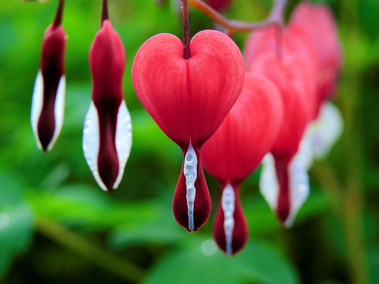 bleeding-heart-1425870_1280 Schwangere Frau am Strand